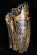 Partial Tyrannosaurid Tooth - Montana #12027-1